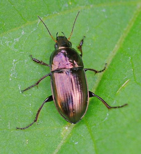 Amara aenea